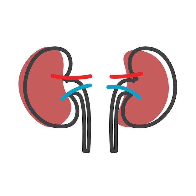 Icono lineal de riñones humanos Órganos internos Anatomía urología o logotipo de nefrología Ilustración vectorial