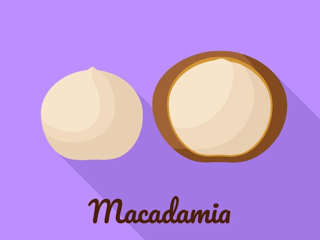 Icono de macadamia Ilustración plana del icono de vector de macadamia para diseño web