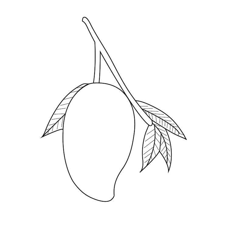Icono del mango en el estilo de la línea Icono aislado en el diseño de ilustración vectorial del icono del mango blanco