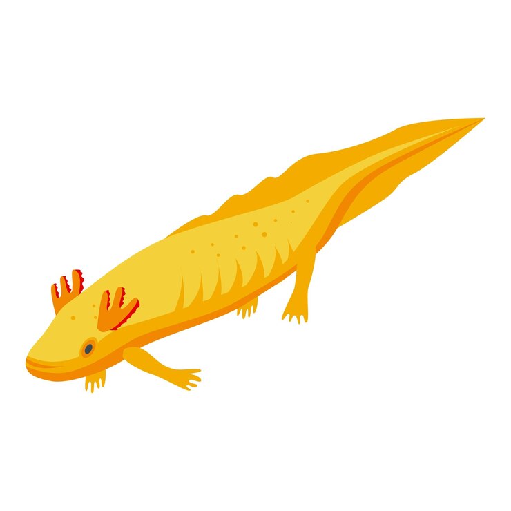 Vector icono de mascota ajolote isométrico de icono de vector de mascota ajolote para diseño web aislado sobre fondo blanco