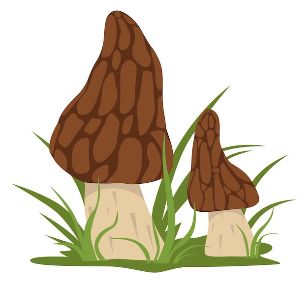 Icono de morel creciente Elemento de naturaleza de bosque de dibujos animados