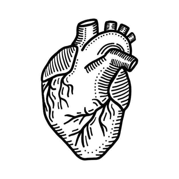 Icono de órgano cardíaco Ilustración dibujada a mano del icono de vector de órgano cardíaco para diseño web