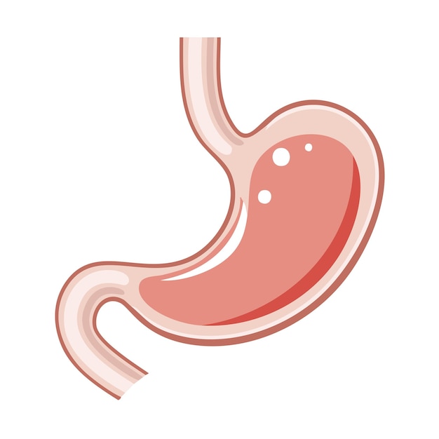 Icono del órgano del estómago anatomía humana Parte interna del cuerpo Ilustración vectorial plana anatómica aislada