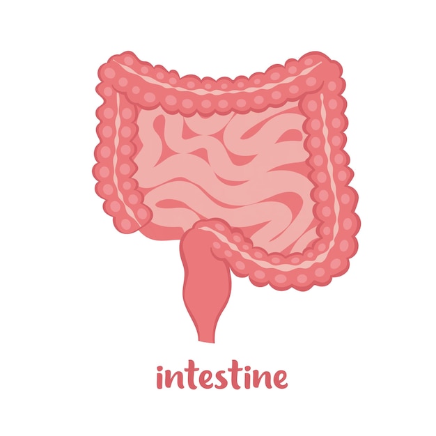 Vector icono de órgano interno del intestino humano