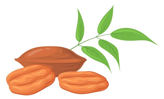 Icono de pacana Comida vegana de dibujos animados Nutriente saludable