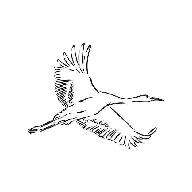 Icono de pájaro grúa. Ilustración de esbozo de vector de grúa de pájaro