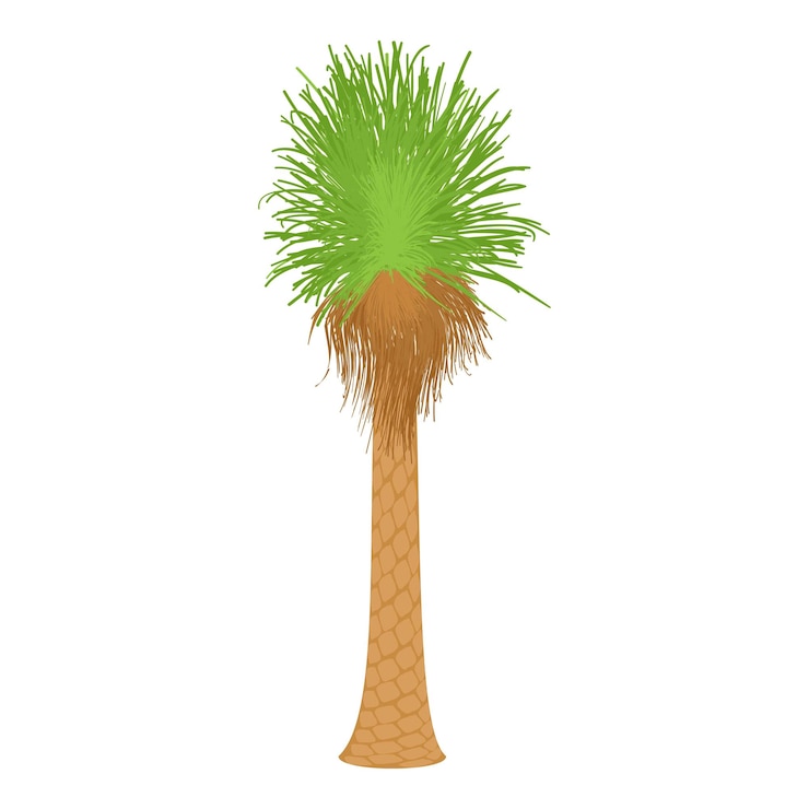Vector icono de la palma de coco ilustración de dibujos animados del ícono vectorial de la palmera de coco para la web