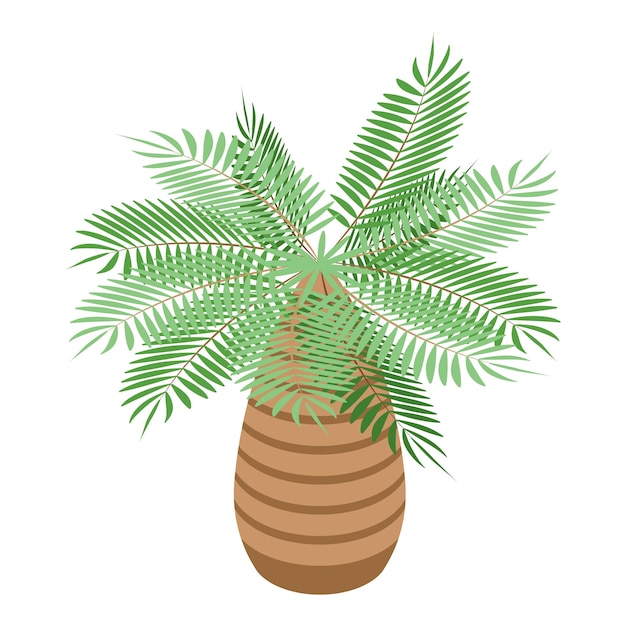 Icono de palmera tropical Isométrico de icono de vector de palmera tropical para diseño web aislado sobre fondo blanco