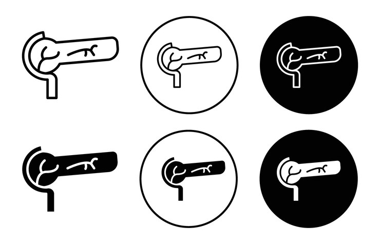 Vector icono del páncreas colección de contorno de línea delgada símbolo o signo