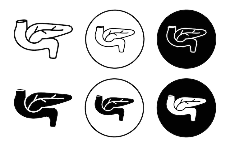 Vector icono del páncreas