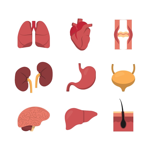 Icono plano para diseño médico Conjunto de órganos humanos colección de vectores