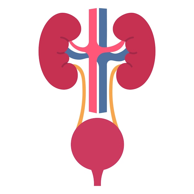 Icono plano de riñones y vejiga humanos en fondo blanco Vector de concepto de órganos internos de urología