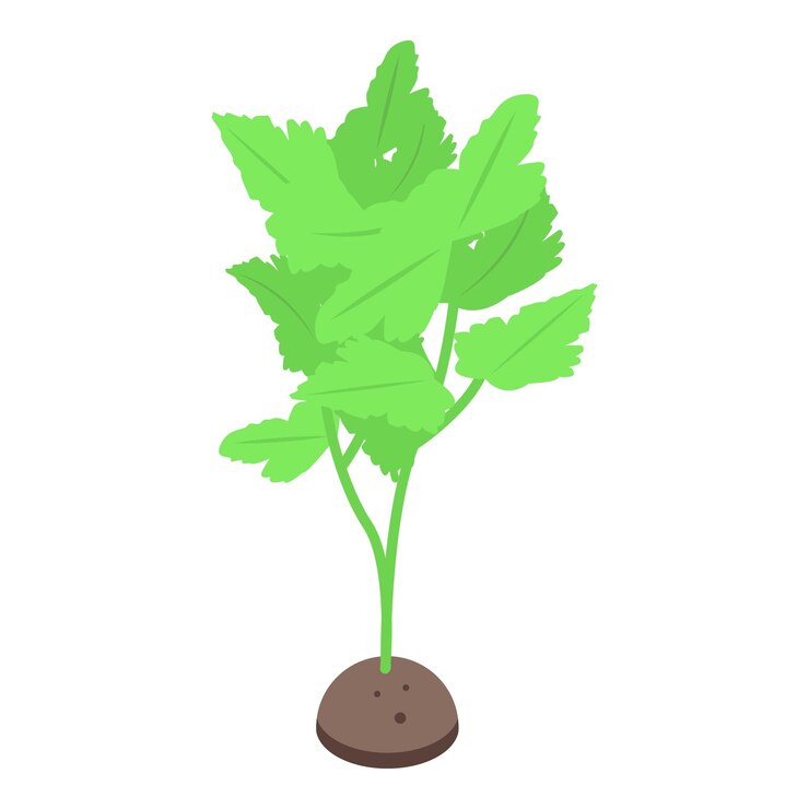 Vector icono de planta de perejil vector isométrico alimento de hoja sabor natural