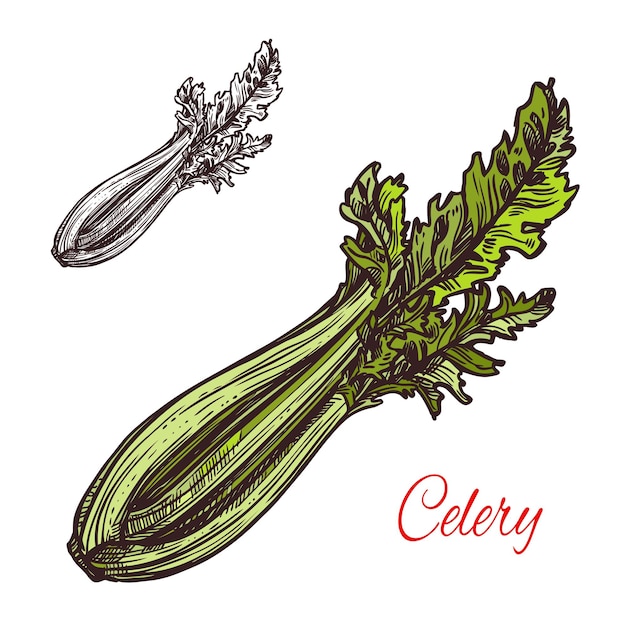 Icono de planta vegetal de apio vector dibujo