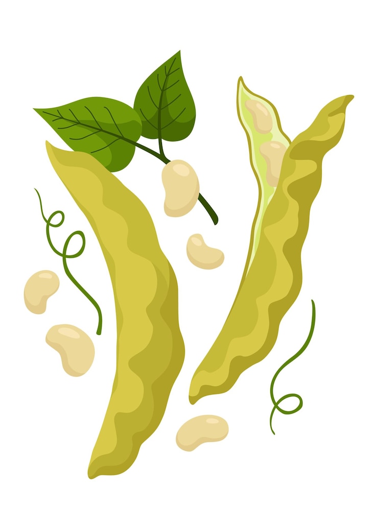 Vector icono de plantas de cereales o granos agricultura aislada capsulas de guisantes verdes cosecha de cultivos de la granja ilustración vectorial de plantas agrícolas maduras