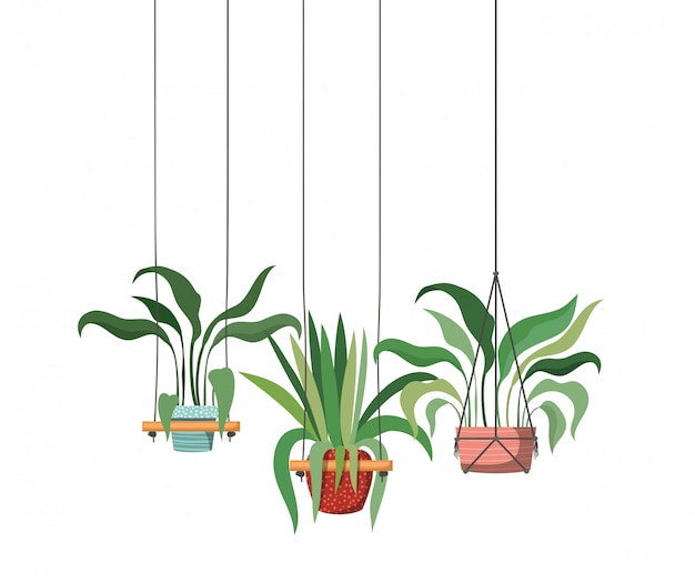 Vector icono de plantas de interior en perchas de macramé