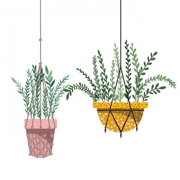 Icono de plantas de interior en perchas de macramé