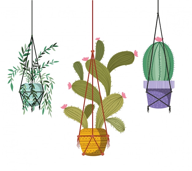 Icono de plantas de interior en perchas de macramé