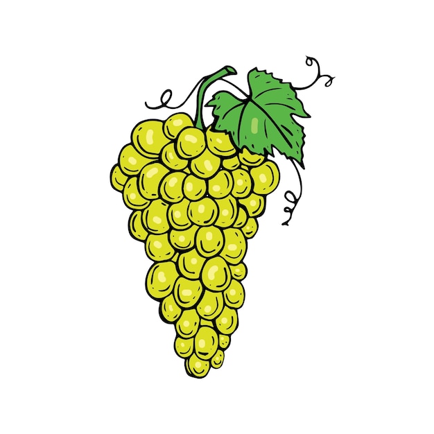 Icono de racimo de uvas frescas sobre fondo blanco. ilustración vectorial dibujado a mano