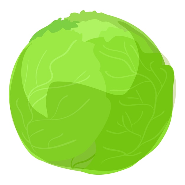 Icono de repollo verde Icono vectorial de repolo verde para el diseño web aislado sobre fondo blanco