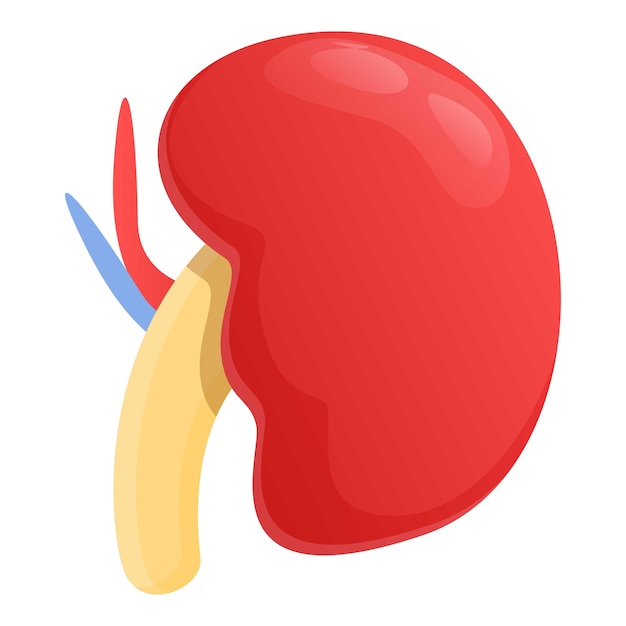 Icono de riñón de urología Icono vectorial de riñeiro de urología para diseño web aislado en fondo blanco