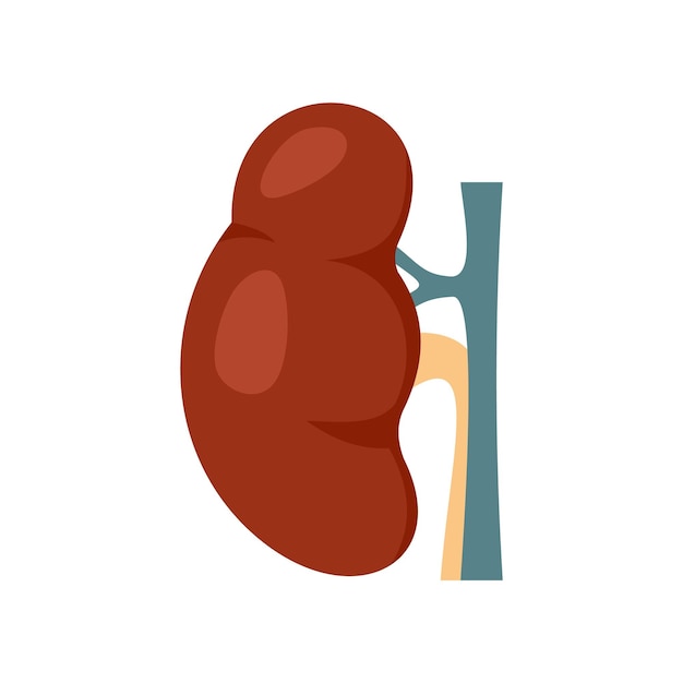 Vector icono de riñón de urología ilustración plana del icono de vector de riñón de urología aislado sobre fondo blanco