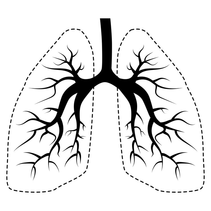 Vector icono con silueta de bronquios y contornos de pulmones aislados sobre fondo blanco elemento de diseño