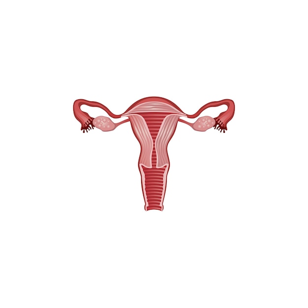 icono del tipo de vector del útero