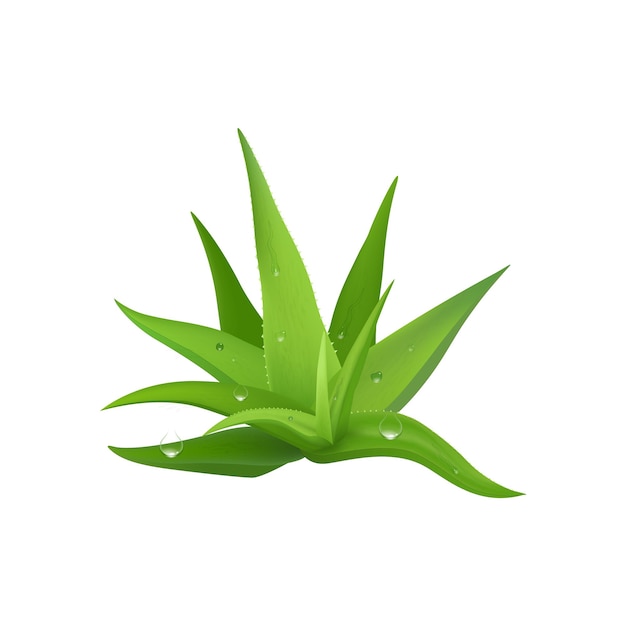 icono del tipo vectorial del aloe vera