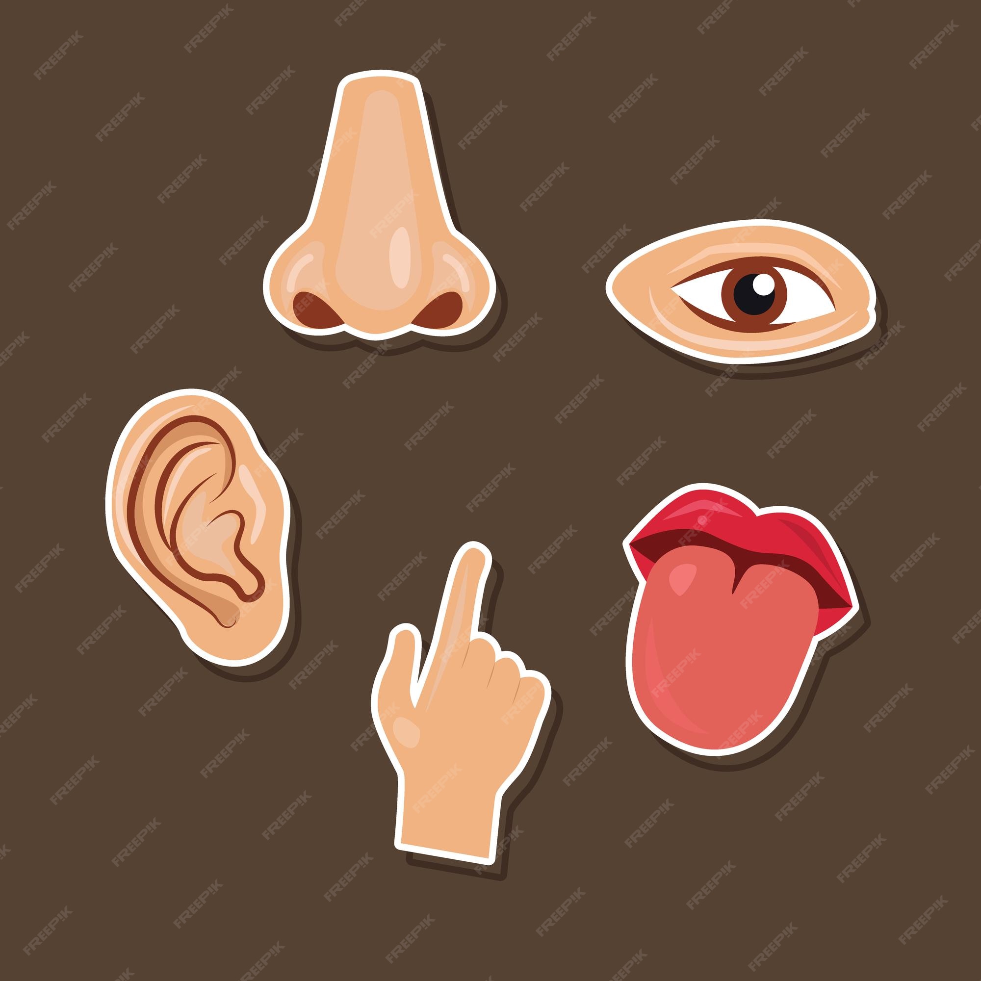 Icono de vector de cinco sentidos humanos | Vector Premium Icono de vector de cinco sentidos humanos | Vector Premium