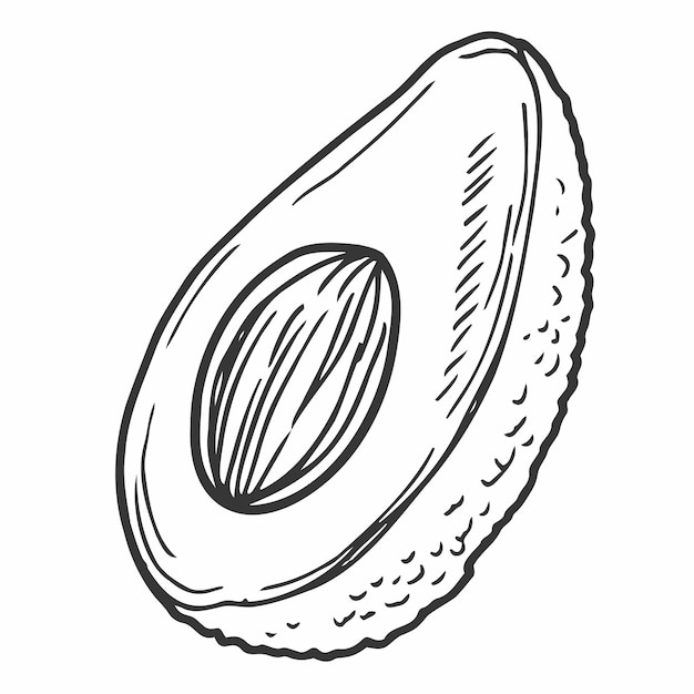 Icono de vector de medio aguacate Boceto dibujado a mano de frutas tropicales de verano Rebanada de aguacate con una semilla redonda Esquema de vegetales exóticos de alimentos frescos y saludables Ilustración botánica aislada en blanco