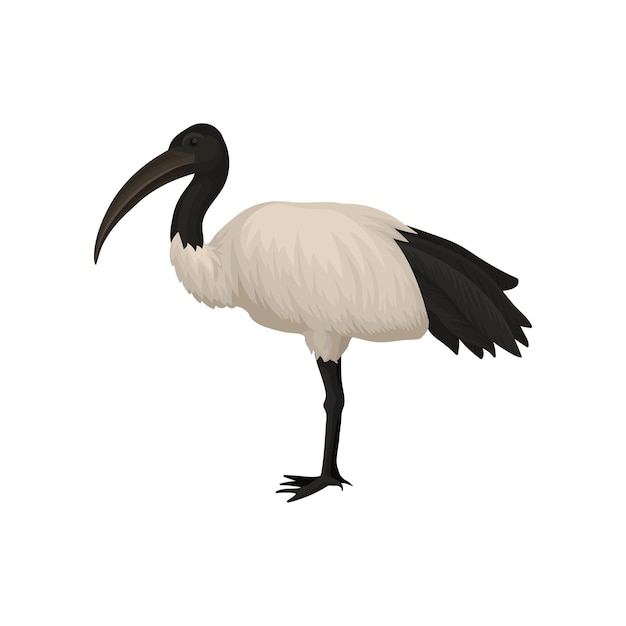 Vector icono de vector plano detallado de ibis ave sagrada de egipto animal emplumado salvaje con patas largas y pico estrecho fauna tropical africana