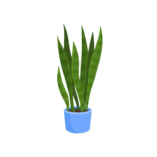 Icono de vector plano de sansevieria trifasciata o planta de serpiente en maceta azul Planta decorativa con largas hojas verdes brillantes