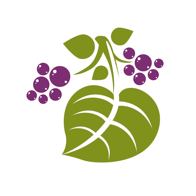 Icono de vector simple de hoja de primavera, ilustración de tema de naturaleza y jardinería. Hoja de árbol estilizada con bayas violetas o semillas, botánica y elemento de diseño vegetariano.