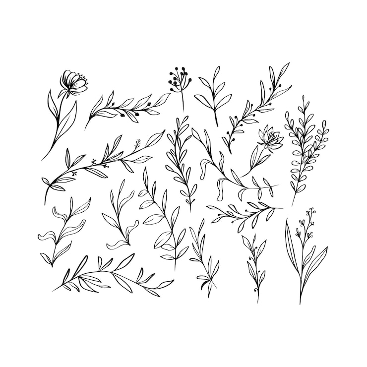 Vector icono vectorial de la colección de elementos botánicos dibujados a mano