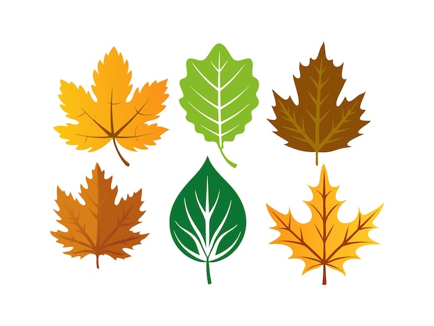 Icono de verano de silueta vectorial Conjunto de hojas de arce en colores de otoño sobre fondo blanco