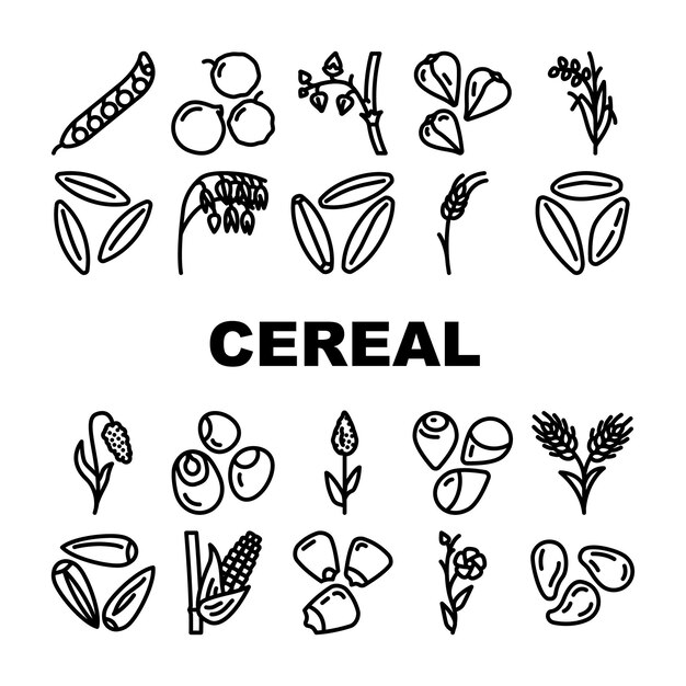 Los iconos de alimentos saludables de la planta de cereales establecen un tazón de desayuno vectorial con leche, maíz, grano de trigo, refrigerio, comida orgánica matutina, planta de cereal dulce, alimentos saludables, ilustraciones de contorno negro