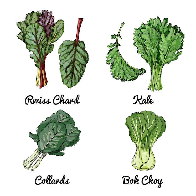 Iconos de alimentos vectoriales de verduras Bosquejo coloreado de productos alimenticios Rwiss chard kale col rizada bok choy