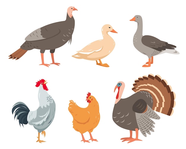 Iconos de aves de corral Conjunto de aves de granja en diferentes poses y colores