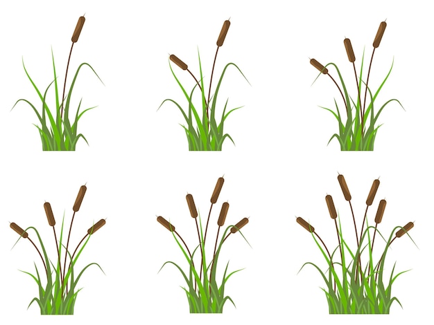 Iconos de cañas establecen plantas en el río en la hierba verde Ilustración vectorial plana simple aislada en