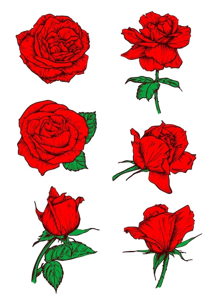 Iconos de capullos de rosas rojas. Elementos botánicos de dibujo vectorial con tallo y hojas. Emblemas de flores color de rosa escarlata para tatuaje, icono, decoración