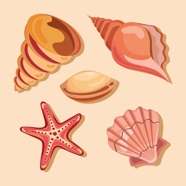 Vector iconos de cinco conchas de mar