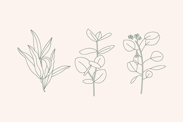 Iconos de la colección del illustratio del vector de varias ramas de eucalipto con hojas aisladas sobre fondo blanco. Elementos de diseño botánico.