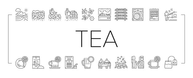 Los iconos de la colección de producción de bebidas de té establecen el vector