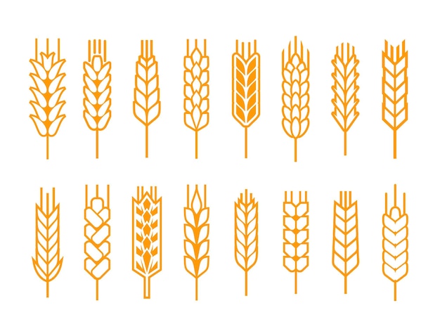 Iconos de contorno de espiga o oreja de cereal. trigo o cebada