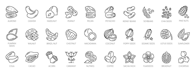 Vector iconos de contorno de nueces semillas y frijoles alimentos orgánicos