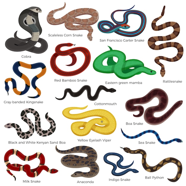 Vector iconos decorativos de colores de serpientes venenosas con descripción de tipos de reptiles aislados en dibujos animados de fondo blanco