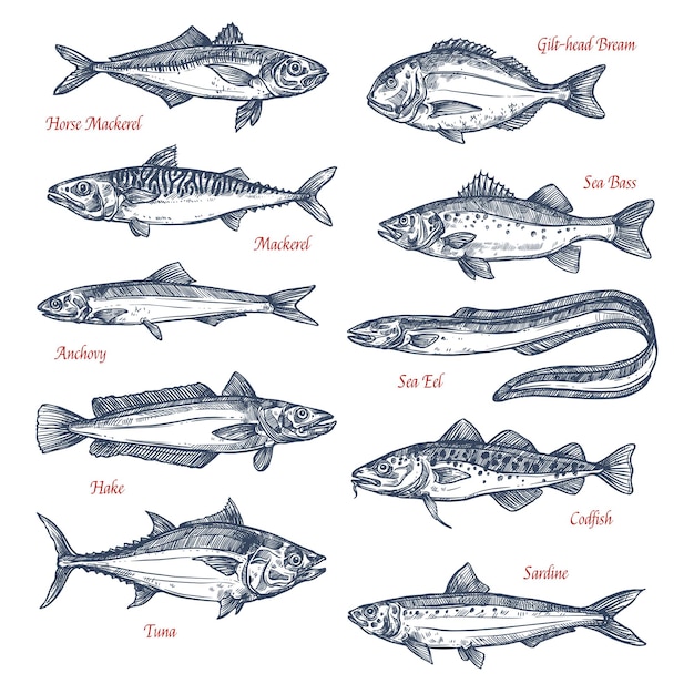 Vector iconos de dibujo vectorial de peces marinos y oceánicos