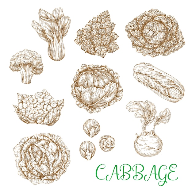 Iconos de dibujo vectorial de verduras de col