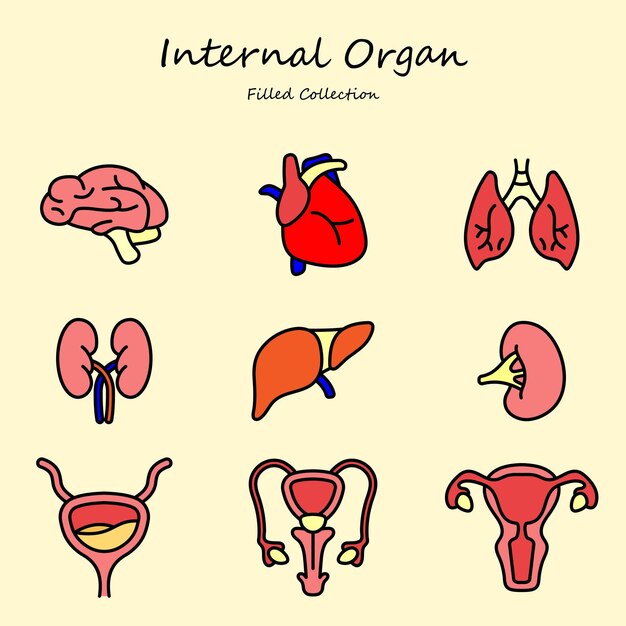 Iconos editables de órgano interno Conjunto de estilo llenado